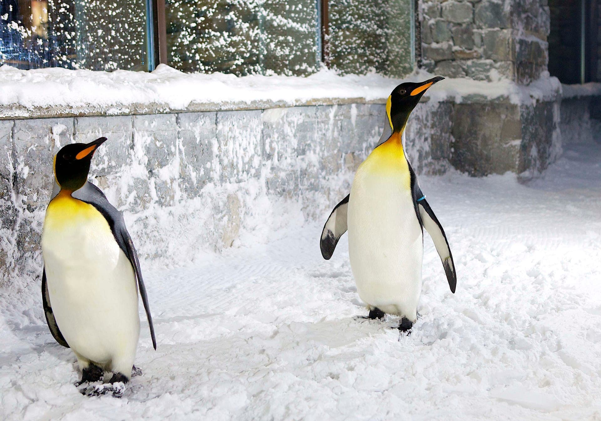Two king penguins walking on the snow at Ski Dubai
